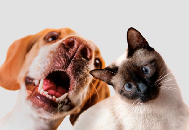 Cachorro e gato | Reprodução/Freepik