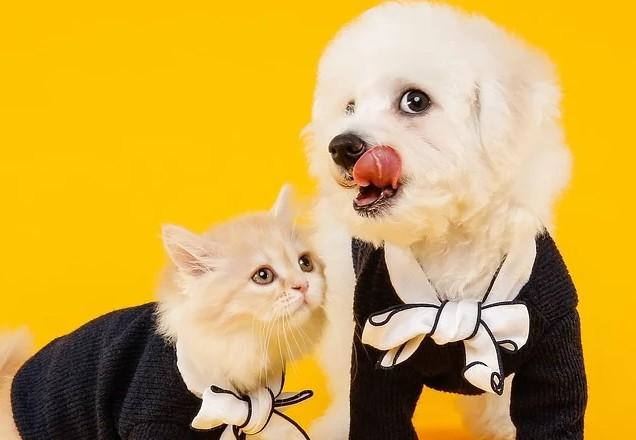 Cachorro e gato usam terno
