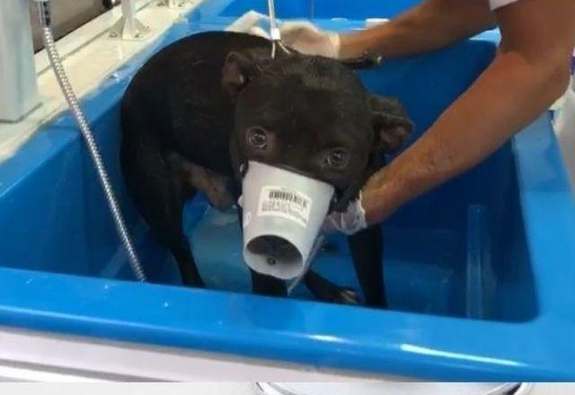 Cachorro é resgatado dos escombros após temporal provocar deslizamentos e enchentes em Petrópolis