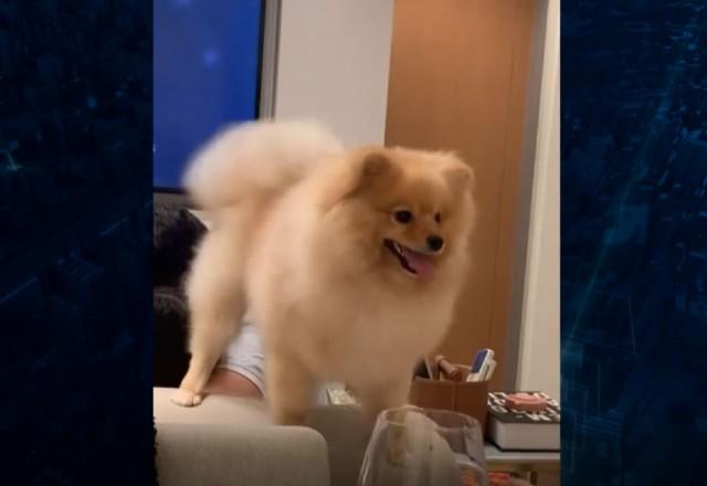 Cachorro encontrado morto em hotel para pet