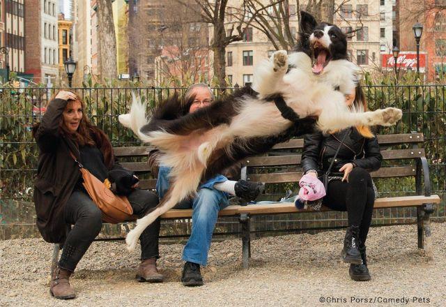 Cachorro invade foto de família e concorre a foto mais engraçada de pet em concurso