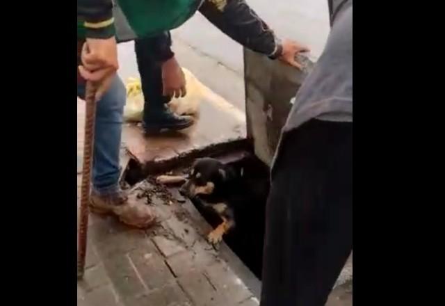 Cachorro resgatado dentro de bueiro