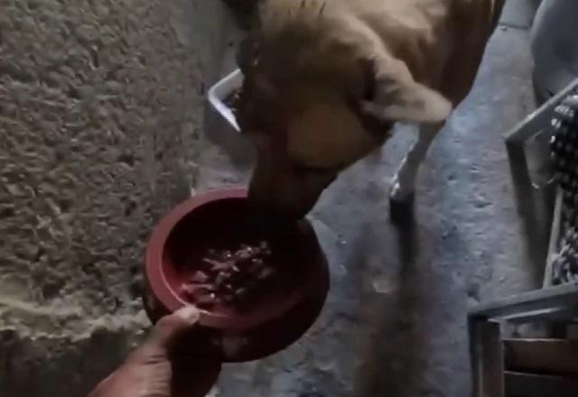 Cachorro vira-lata ferido indo em direção a cumbuca de água