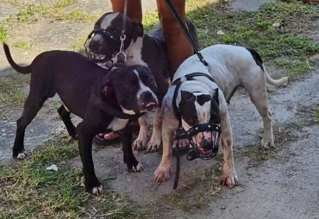 Mortes por ataque de cães: Brasil registra maior quantidade de casos em quase 30 anos
