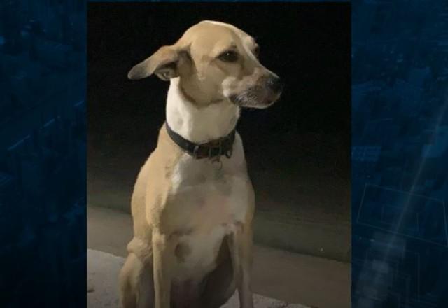 Cadela Pandora, que foi perdida pela companhia Gol durante conexões