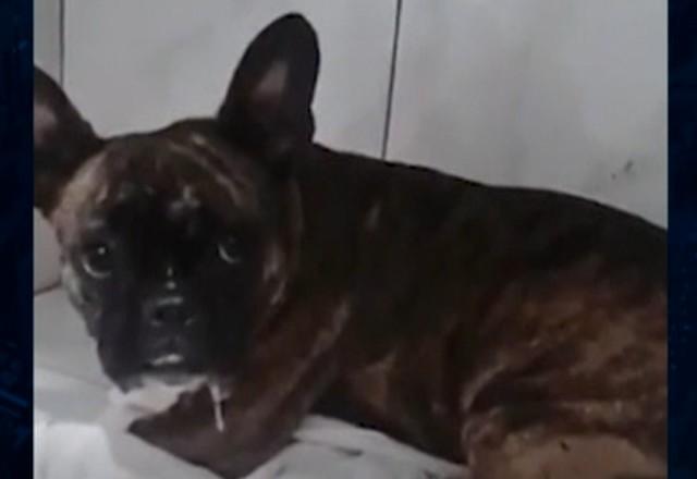 Cadela da raça bulldog é resgatada de carro