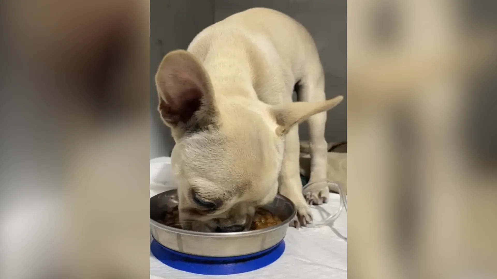 Bulldog Antonieta, como foi identificada, apresentou convulsões, alterações neurológicas | Foto: Katia Fernandes/Reprodução 