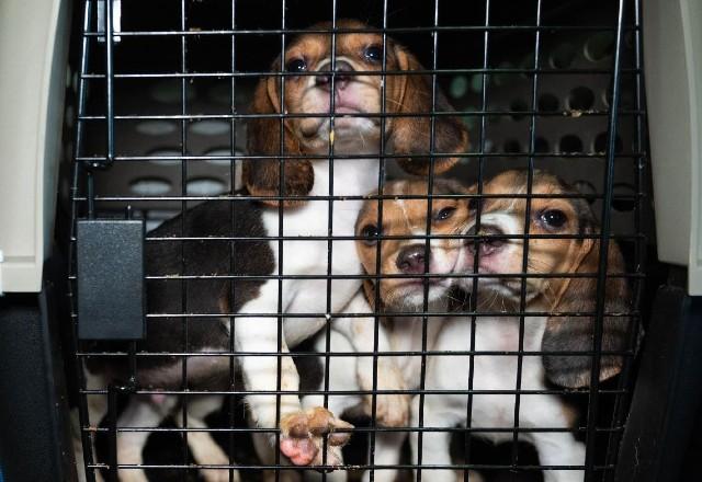 Cães Beagle dentro da caixa de transporte