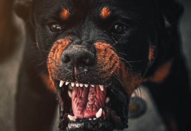 Menino é atacado por cães e fica em estado grave | Reprodução/Unsplash