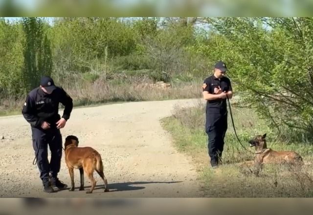 Cães são treinados para farejar minas terrestres na Ucrânia