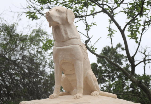  Itajaí homenageia Ice, o primeiro cão guarda-vidas do Brasil