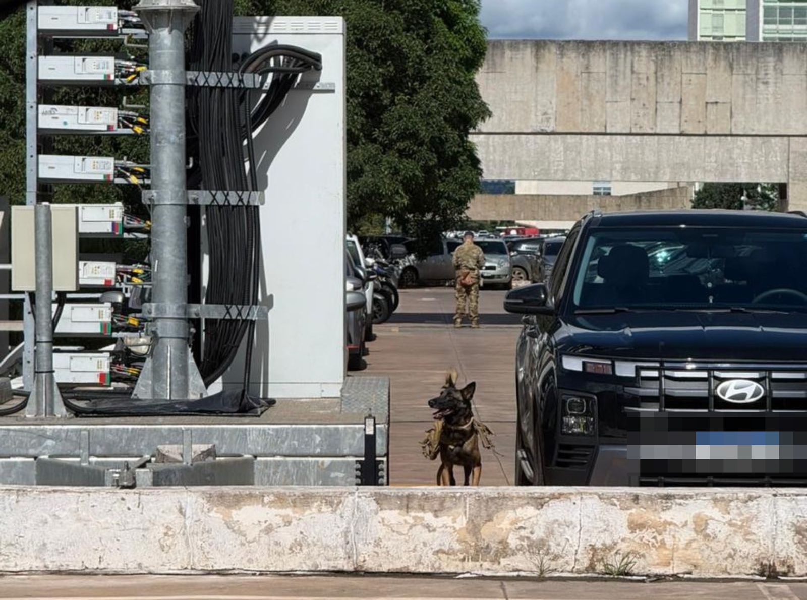 Cão da Polícia Militar do Distrito Federal utilizado em operação Petardo na Esplanada | Divulgação/PMDF