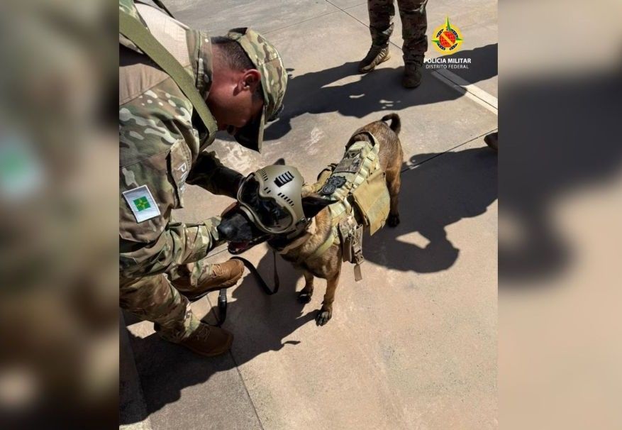 Cão da Polícia Militar do Distrito Federal utilizado em operação Petardo na Esplanada | Divulgação/PMDF