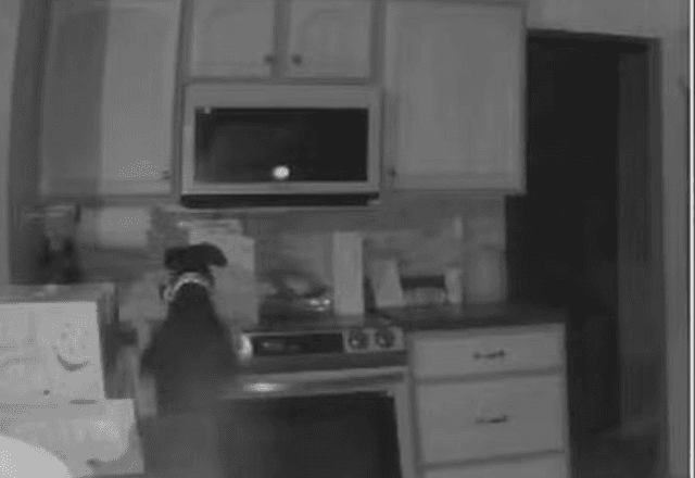 Câmeras de segurança mostraram a ação do cachorro que de início ao fogo - Divulgação/Colorado Springs Fire Department