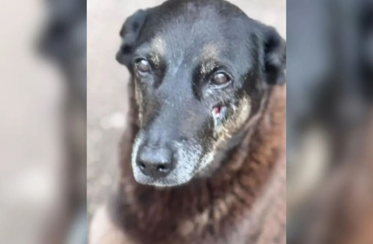 MP conclui que Cão Orelha não morreu por agressão de adolescentes e pede arquivamento do caso
