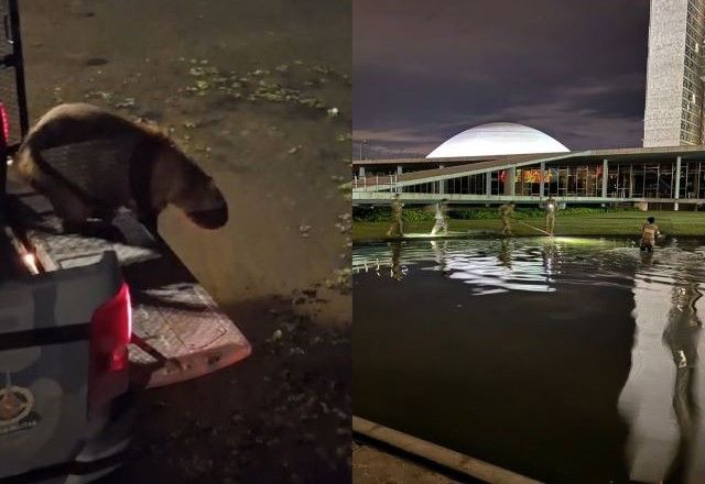 Capivara é resgatada pela Polícia Militar do DF no espelho d'água do Congresso | Divulgação/PMDF
