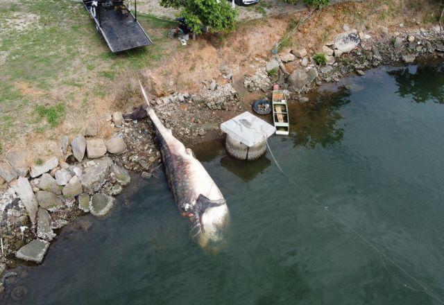 Carcaça de maior peixe do mundo é encontrada boiando na Baía de Vitória, no Espírito Santo