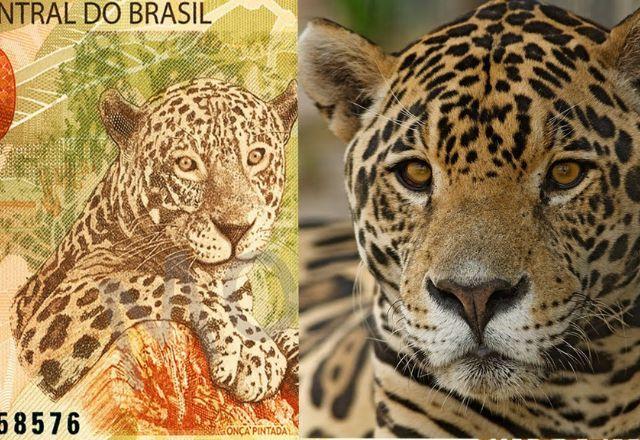Carismática, a onça é um dos animais preferidos dos visitantes que vão ao BioParque | Pixabay
