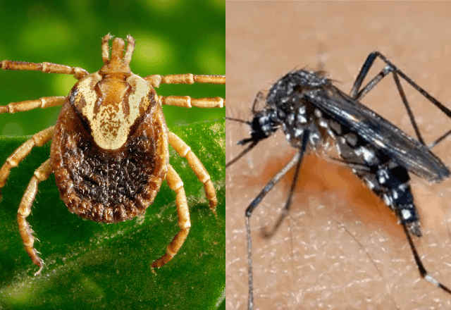 Carrapato-estrela causa febre maculosa (na esquerda) e Aedes Aegypti causa dengue e chikunguya (direita) | Reprodução