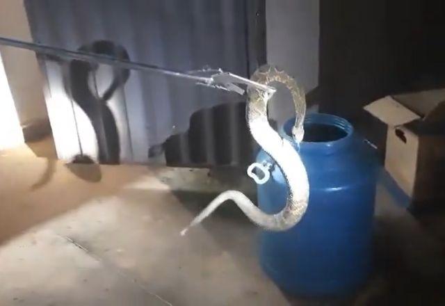 Cascavel resgatada na UFSJ