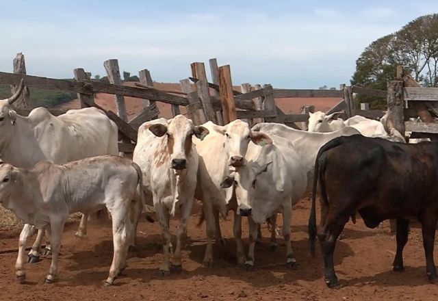 Caso de bezerros trigêmeos em Minas Gerais é considerado raro na pecuária | SBT News