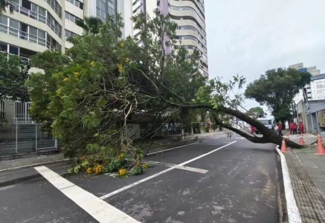Árvore caída em Vila Velha (ES) | Foto: Arleson Schneider / TV SIM SBT