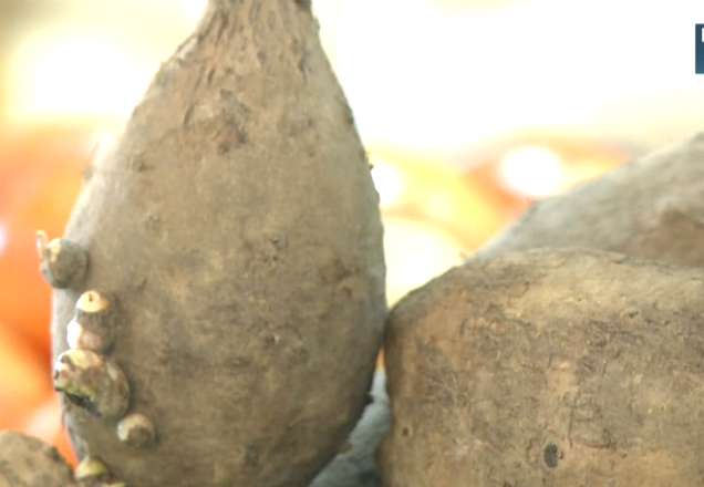 Cientistas criam alternativa ao plástico que leva um mês para se decompor