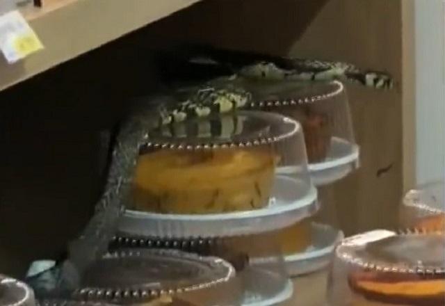 Cobra deslizando entre embalagens contendo bolos, em prateleira de padaria