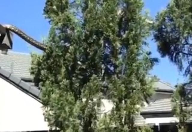 Cobra saindo do telhado de uma casa com árvores próximas e um céu azul
