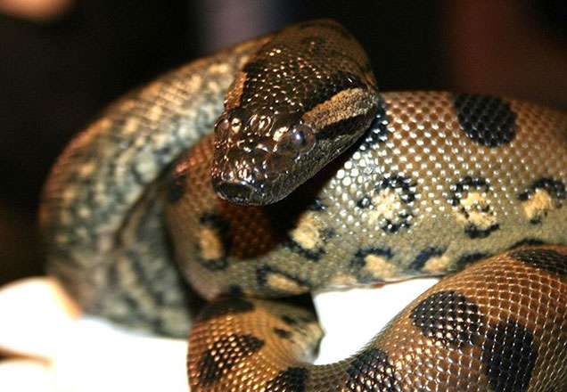 Cobras exóticas são encontradas com amigos de jovem picado por naja Cobras exóticas são encontradas com amigos de jovem picado por naja