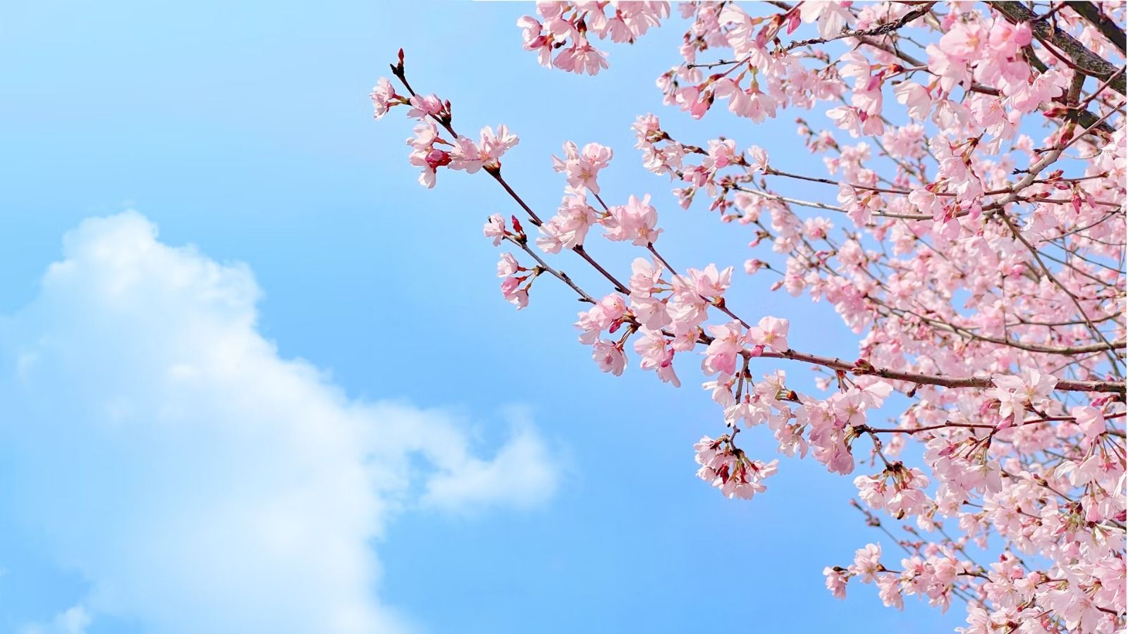 Começa temporada de flores de cerejeira no Japão | Unsplash
