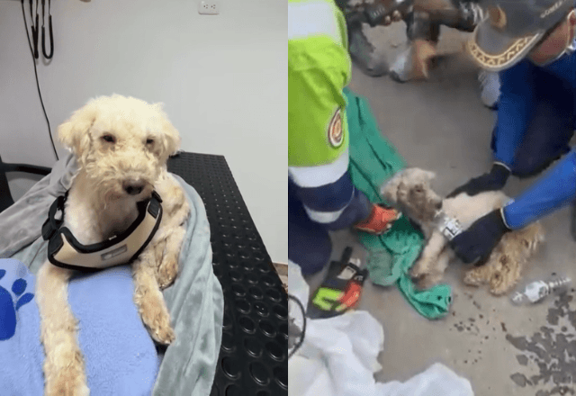 Cachorro é resgatado após 29 dias sob escombros na Venezuela