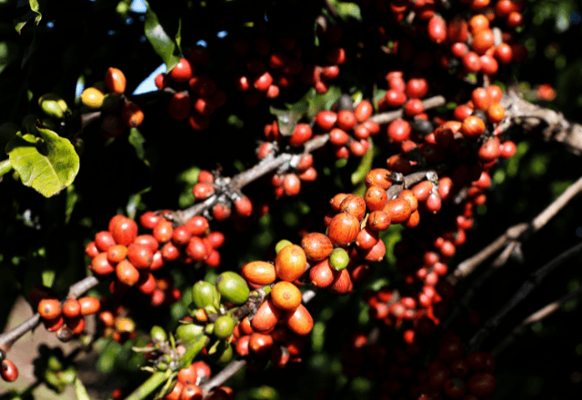 Plantação de Café na Embrapa Cerrado | Foto:  Valter Campanato/Agência Brasil - 07.07.2019