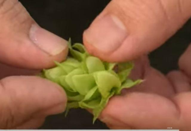 Cultivo da planta se desenvolve no país