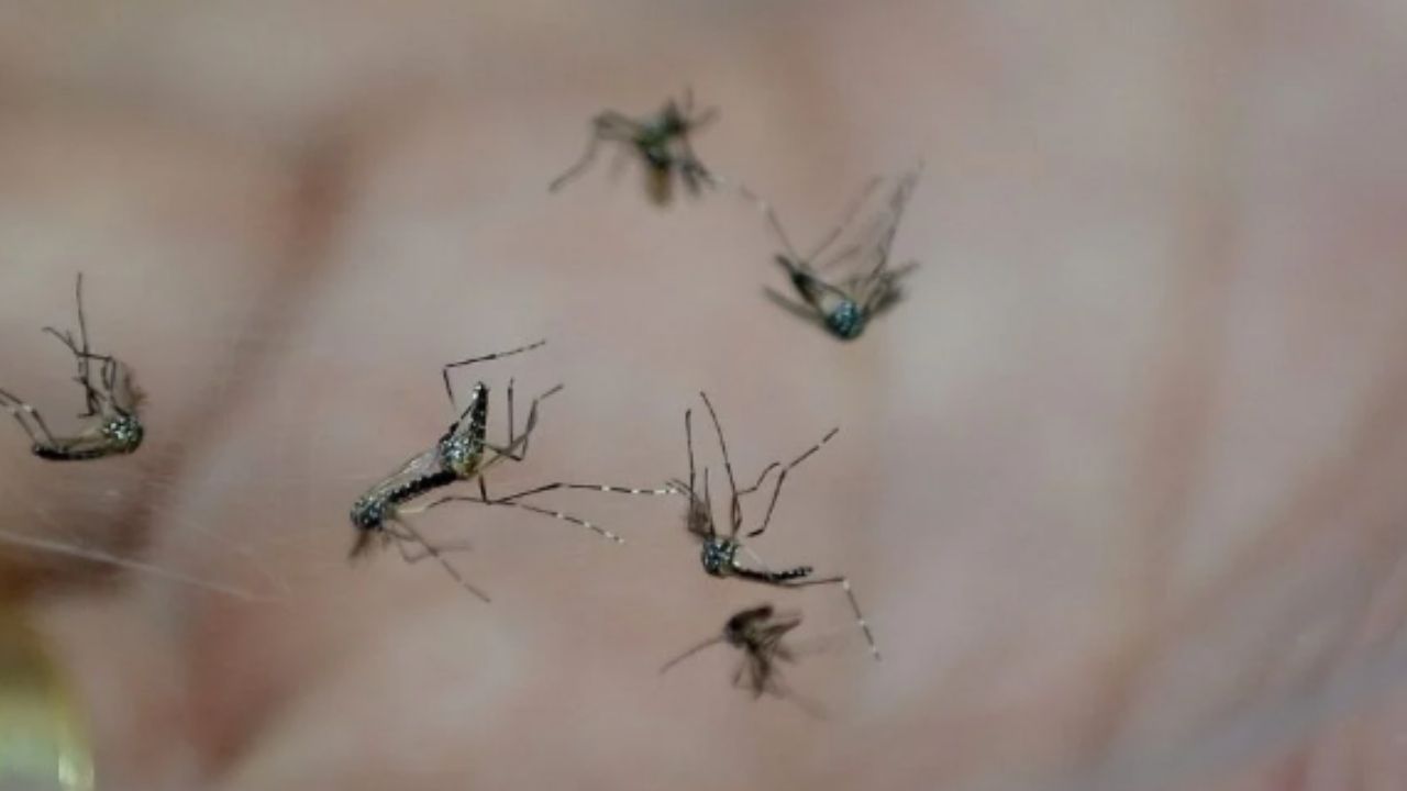 Campinas Tem 36 Bairros Em Alerta Com Alto Risco De Dengue
