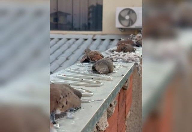 Delegacia de Repressão aos Crimes Contra os Animais (DRCA), da Polícia Civil (PCDF), investiga suspeita de maus-tratos após denúncia de uma advogada | Reprodução