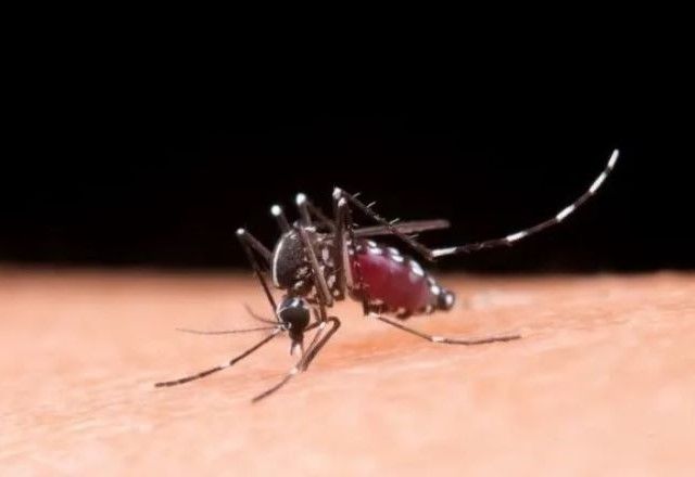 SES-SP confirma 1ª morte por dengue de 2026 no estado | Reprodução