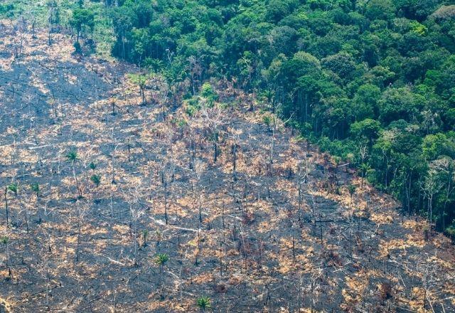 Dentre os países analisados, o Brasil lidera o ranking de perda florestal em números absolutos | Greenpeace