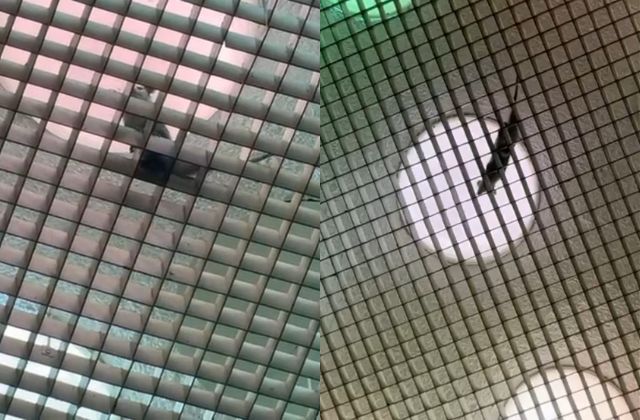 Animal no resgatado no teto da Câmara dos Deputados | Foto: SBT Brasil