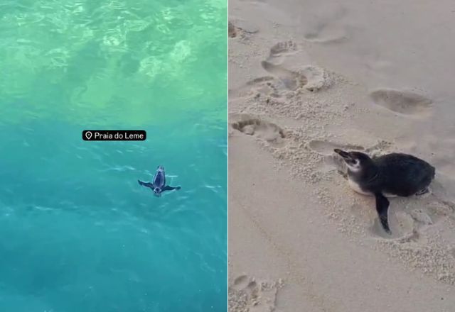 Pinguins foram flagrados na Praia do Leme e em São Conrado | Reprodução/@hcesar_brasil