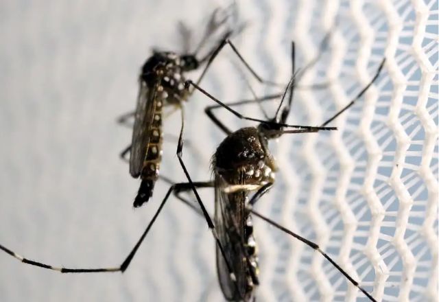 Saiba quais são os medicamentos contraindicados quando há suspeita de dengue