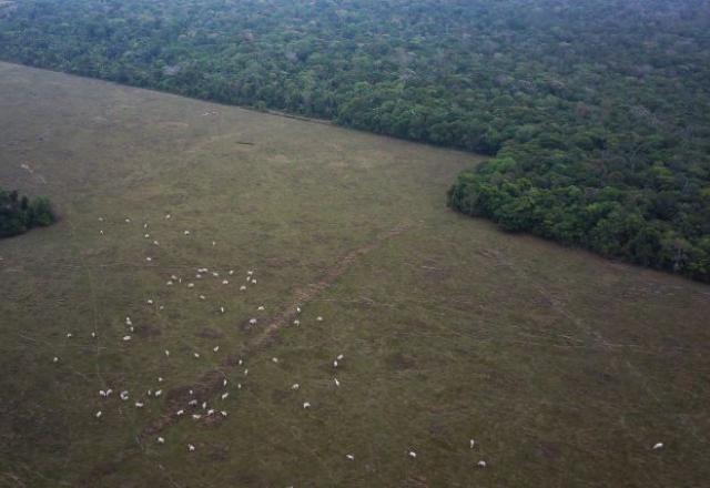 Desmatamento na Amazônia