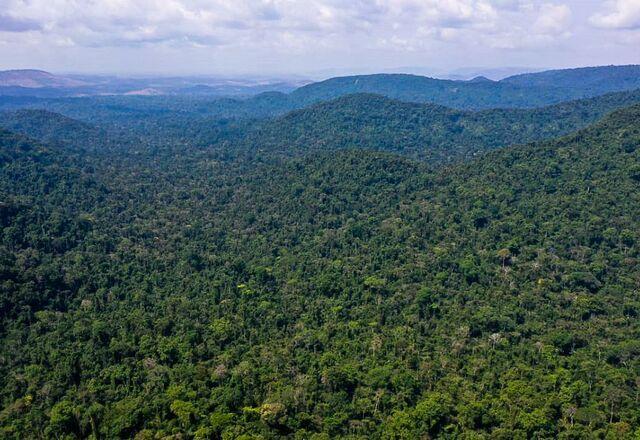 Desmatamento na Amazônia caiu 31% no acumulado de janeiro a maio