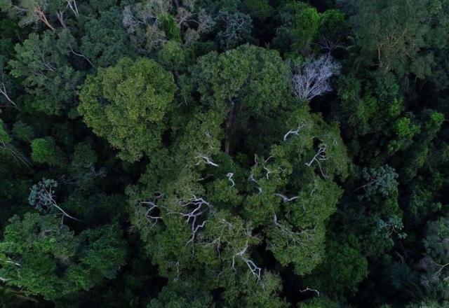 Crédito de carbono: regulação de mercado é aprovada no Senado (TV Brasil/Divulgação)