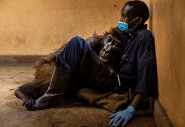 Foto dos últimos momentos da Ndakasi com o cuidador viralizou no mundo | Parque Nacional de Virunga/Divulgação
