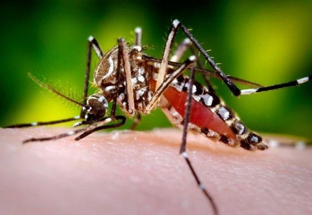 Número de casos de dengue em 2022 já é quase maior que o total de 2021 Número de casos de dengue em 2022 já é quase maior que o total de 2021
