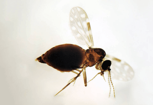 Doença é transmitida pelo mosquito culicoides paraensis, conhecido como maruim | Coleção de Ceratopogonidae do IOC/Fiocruz/Divulgação 