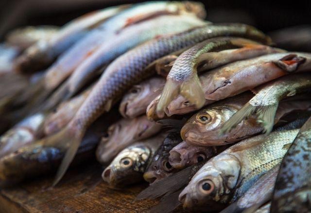 Doença pode ser causada por uma toxina presente em alguns tipos de peixes | Flickr