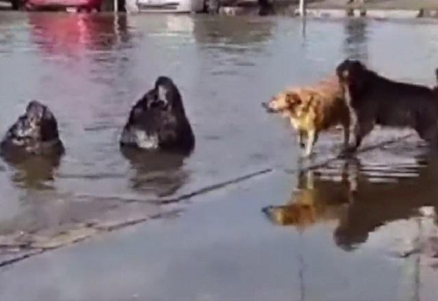 Dois leões-marinhos em região alagada de rua, ao lado de dois cachorros, durante o dia, após chuvas