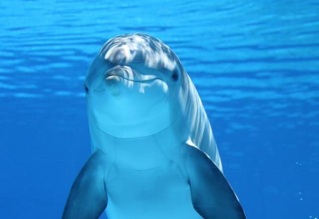 Dolfin